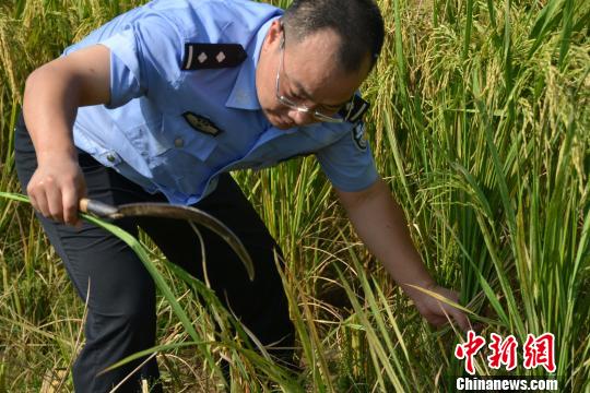 男子报警丢失稻谷遭反怼事件引发热议