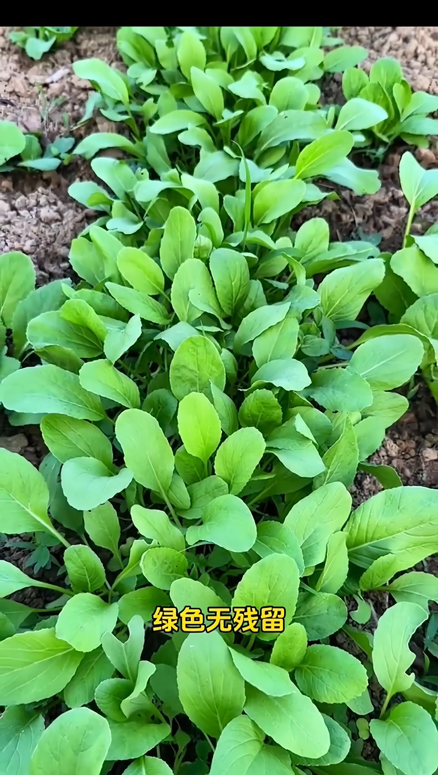 上海一學(xué)校食堂吃出青蟲蝸牛