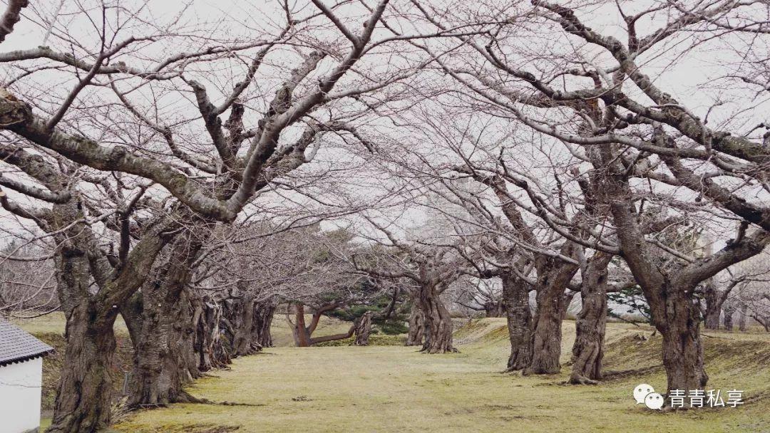 37只猴子集體泡溫泉，日本北海道的猴溫泉之旅