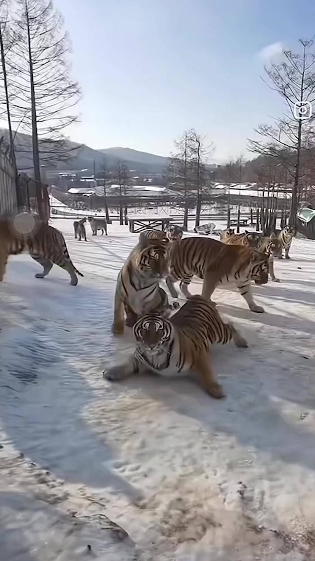 東北虎下雪天打出溜滑