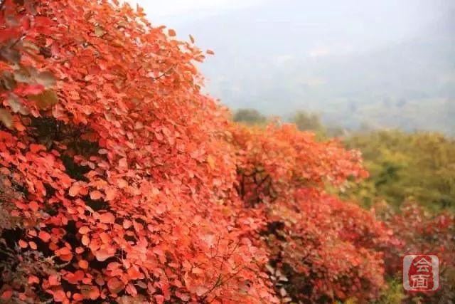 少林寺方丈在聯(lián)合國氣候大會(huì)發(fā)聲，傳統(tǒng)智慧共鳴全球責(zé)任行動(dòng)號角