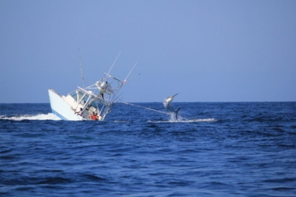 韓國漁船捕獲兩米長鯊魚，意外驚喜上船