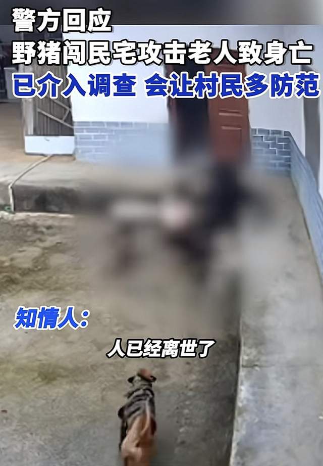 老人在家中遭野豬咬死