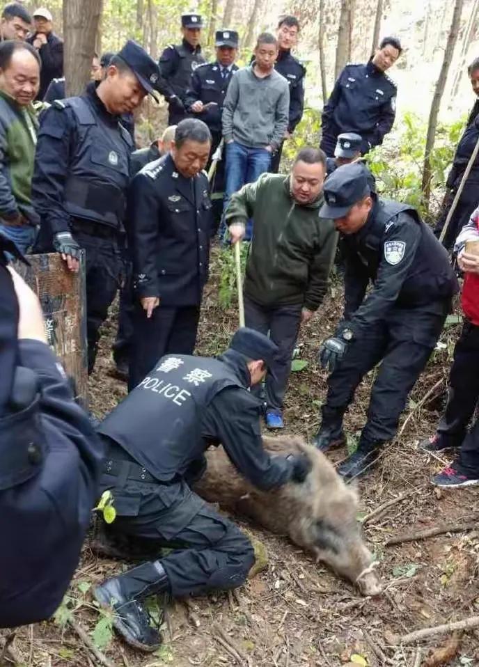 野猪入侵村庄引发悲剧，新坟遭殃，逝者衣物散落背后的故事