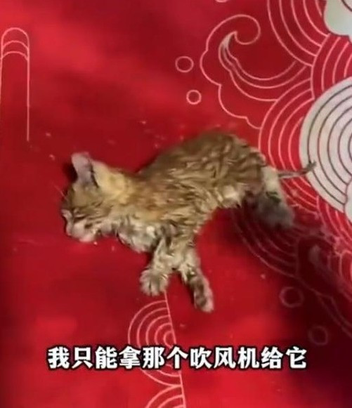 女孩拯救受冻小猫，吹风机吹两小时