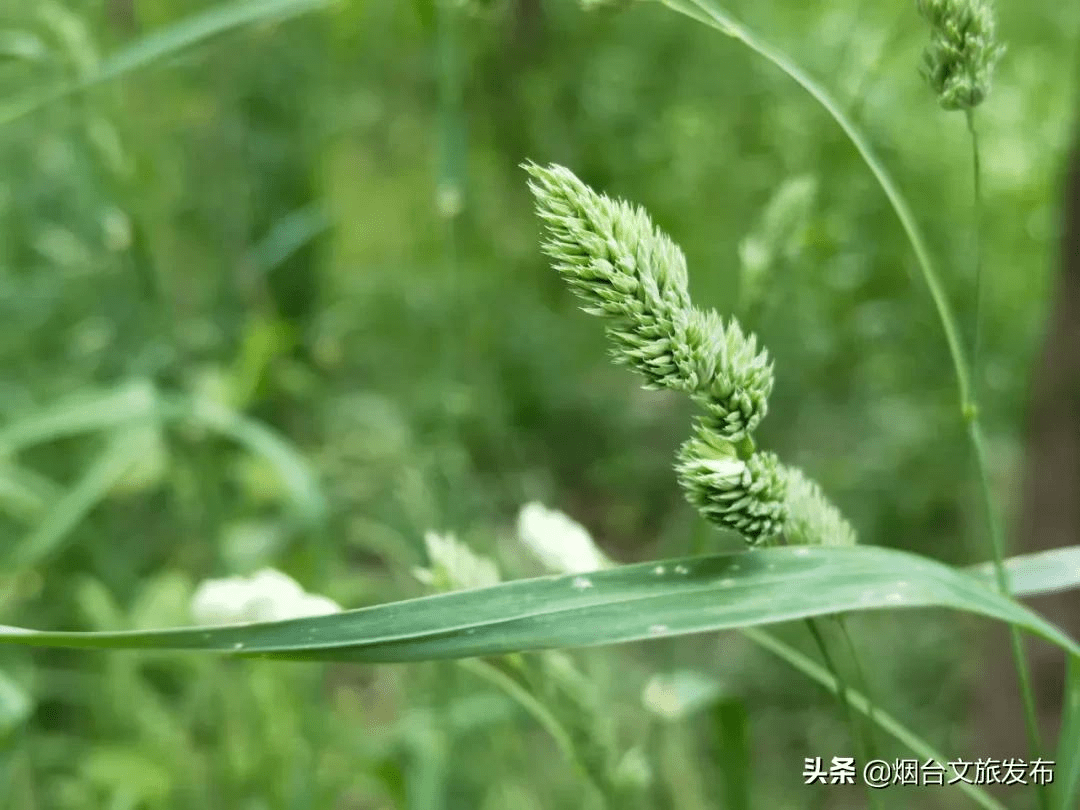 宋墨 沒媽的孩子像根草