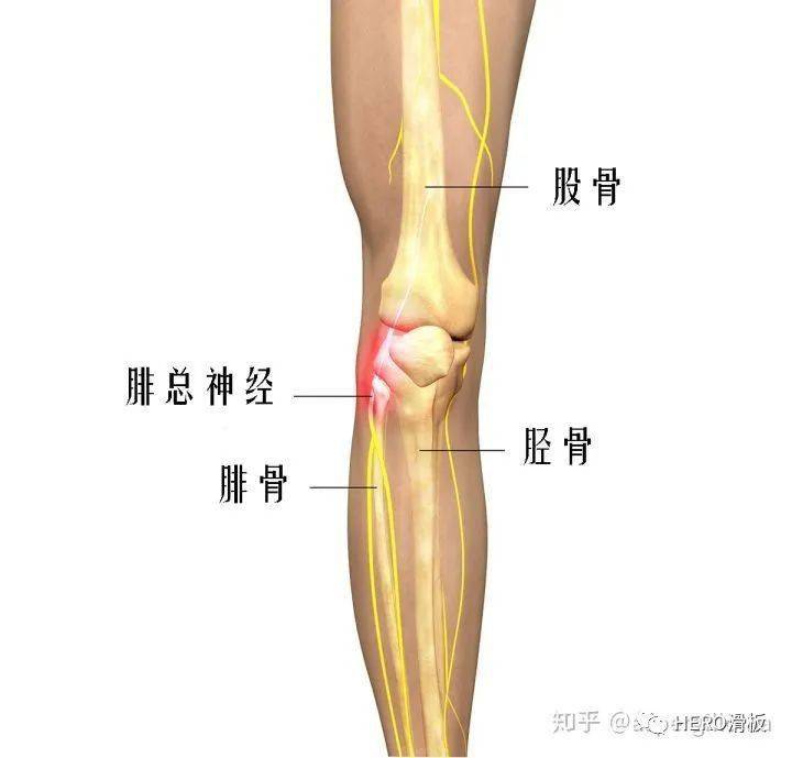 筋膜槍會(huì)打到尿失禁嗎