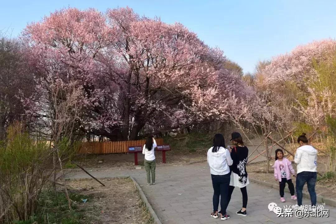 七臺河降為縣級市，轉(zhuǎn)型與挑戰(zhàn)之路