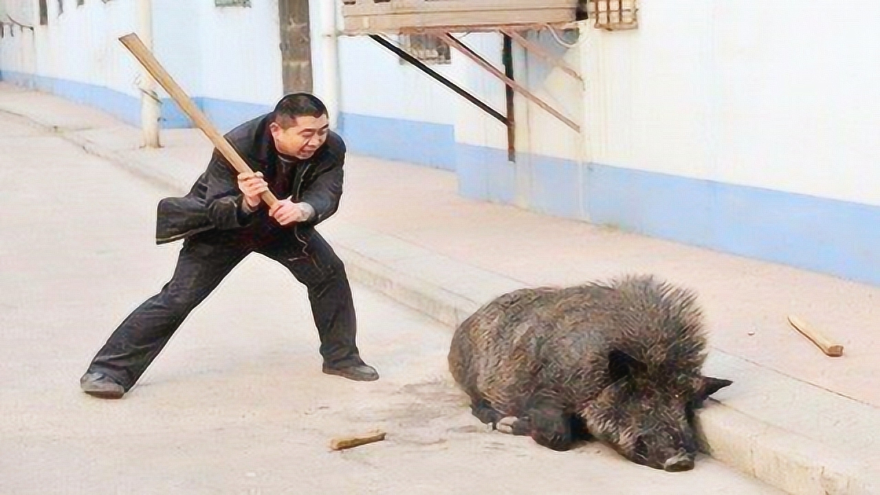 飯館驚險(xiǎn)一幕，食客聯(lián)手抓住野豬