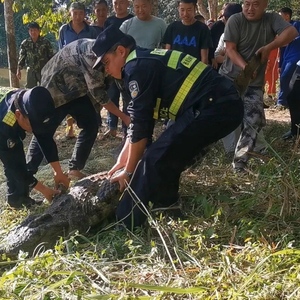 310斤鱷魚破籠脫逃，特警開槍擊斃