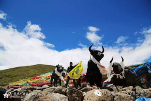 網(wǎng)友在西藏林芝旅游遇姜子牙坐騎