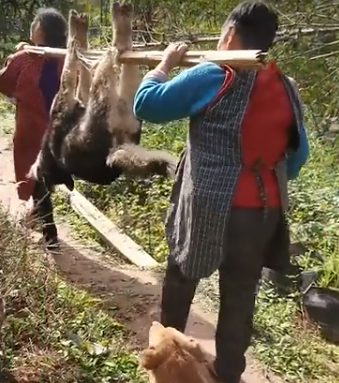 主人杀年猪，狗狗偷吃猪肉被撑死